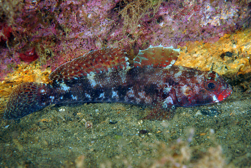 Deltentosteus colonianus (ghiozzetto dentato)